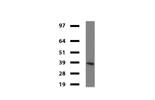 IDO1 / IDO Antibody - Western blot of mouse tissue lysates. (20ug) from Brian. Primary antibody diluation: 1:500. Secondary antibody dilution: Mouse TrueBlot® Ultra. (1:1000).