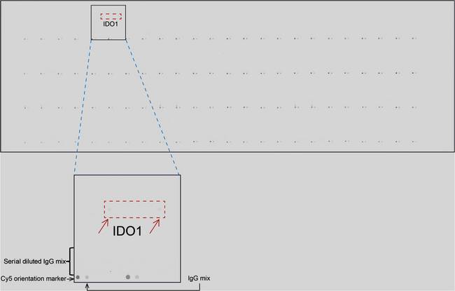 IDO1 / IDO Antibody - OriGene overexpression protein microarray chip was immunostained with UltraMAB anti-IDO1 mouse monoclonal antibody. The positive reactive proteins are highlighted with two red arrows in the enlarged subarray. All the positive controls spotted in this subarray are also labeled for clarification. (1:150)(1:100)