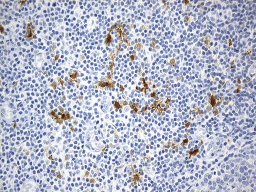 IDO1 / IDO Antibody - Immunohistochemical staining of paraffin-embedded Human tonsil within the normal limits using anti-IDO1 mouse monoclonal antibody. (Heat-induced epitope retrieval by 1mM EDTA in 10mM Tris buffer. (pH8.0) at 120°C for 2.5 min. (1:600)