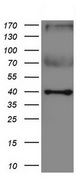 IDO1 / IDO Antibody - Western blot analysis of extracts. (10ug) from H2228 cell line by using anti-IDO1 monoclonal antibody. (1:500)