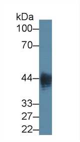 IDO1 / IDO Antibody - Western Blot; Sample: Human LPS,3ul cell lysate; Primary Ab: 0.5µg/ml Mouse Anti-General LPS Antibody Second Ab: 0.2µg/mL HRP-Linked Caprine Anti-Mouse IgG Polyclonal Antibody