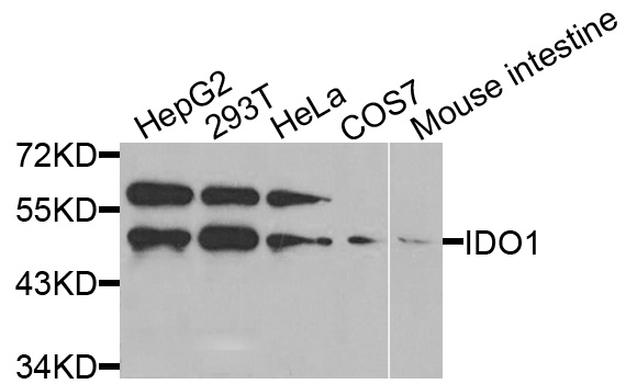 IDO1 / IDO Antibody - Western blot analysis of extracts of various cell lines, using IDO1 antibody at 1:1000 dilution. The secondary antibody used was an HRP Goat Anti-Rabbit IgG (H+L) at 1:10000 dilution. Lysates were loaded 25ug per lane and 3% nonfat dry milk in TBST was used for blocking.