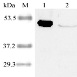 IDO1 / IDO Antibody - Western blot analysis of human IDO using anti-IDO (human), pAb at 1:2,000 dilution.1. Recombinant human IDO (His tagged).2. PHA- treated human peripheral blood lymphocyte lysate.