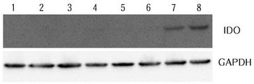 IDO1 / IDO Antibody - LPS induction of IDO in THP-1 cells: To examine the ability of induction of IDO with LPS, reactions were carried out at 37 degrees C over 8, 16, 20, 24, 32, 40, 48hrs, respectively by adding LPS (1 ug/ml) to THP-1 cells, which were not maintained with serum starvation. LPS in lanes 2, 3, 4, 5, 6, 7, and 8 were subjected to LPS-responsive THP-1 cell treatments over 8, 16, 20, 24, 32, 40, 48hrs, respectively. Lane 1 was not treated with LPS. IDO was detected by using anti-IDO (human), pAb .