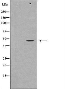 IDO1 / IDO Antibody - Western blot analysis of extracts of Placenta using INDO antibody. The lane on the left is treated with the antigen-specific peptide.