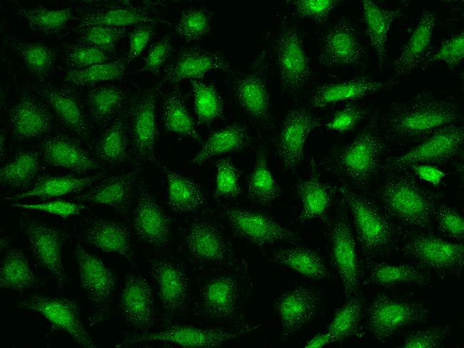 IDO1 / IDO Antibody - Immunofluorescence staining of IDO1 in Hela cells. Cells were fixed with 4% PFA, permeabilzed with 0.1% Triton X-100 in PBS, blocked with 10% serum, and incubated with rabbit anti-Human IDO1 polyclonal antibody (dilution ratio 1:200) at 4°C overnight. Then cells were stained with the Alexa Fluor 488-conjugated Goat Anti-rabbit IgG secondary antibody (green). Positive staining was localized to Nucleus and cytoplasm.