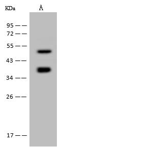 IDO1 / IDO Antibody - Anti-IDO1 rabbit polyclonal antibody at 1:500 dilution. Lane A: Hela Whole Cell Lysate. Lysates/proteins at 30 ug per lane. Secondary: Goat Anti-Rabbit IgG (H+L)/HRP at 1/10000 dilution. Developed using the ECL technique. Performed under reducing conditions. Predicted band size: 45 kDa. Observed band size: 50 kDa.