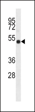 IDO2 / INDOL1 Antibody - I23O2 Antibody western blot of K562 cell line lysates (35 ug/lane). The I23O2 antibody detected the I23O2 protein (arrow).