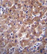 IDO2 / INDOL1 Antibody - I23O2 Antibody immunohistochemistry of formalin-fixed and paraffin-embedded human liver tissue followed by peroxidase-conjugated secondary antibody and DAB staining.