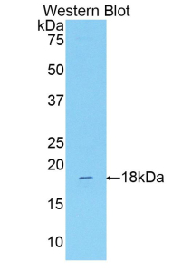 IDO2 / INDOL1 Antibody - Western blot of recombinant IDO2.  This image was taken for the unconjugated form of this product. Other forms have not been tested.