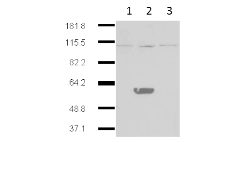 IDO2 / INDOL1 Antibody - Western blot of Mouse Anti-IDO2 antibody. Lane 1: HEK293 no transgene cell extracts. Lane 2: mouse IDO-2 transgene expressed in 293HEK. Lane 3: mouse IDO-1 transgene expressed in 293HEK. Primary antibody: IDO2 monoclonal Antibody. Secondary antibody: IRDye800 mouse secondary antibody at 1:10000 for 45 min at RT. Block: 5% BLOTTO overnight at 4C. Predicted/Observed size: 44.4 kDa, ~60 kDa for IDO 2. Other band(s): IDO2 splice variants and isoforms.
