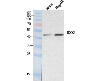 IDO2 / INDOL1 Antibody - Western Blot analysis of extracts from HeLa, HepG2 cells using IDO2 Antibody.