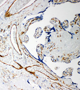 IDS / Iduronate 2 Sulfatase Antibody - IDS antibody. IHC(P): Human Placenta Tissue.