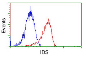 IDS / Iduronate 2 Sulfatase Antibody - Flow cytometry of Jurkat cells, using anti-IDS antibody (Red), compared to a nonspecific negative control antibody (Blue).