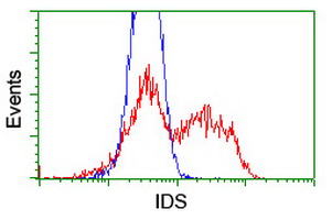 IDS / Iduronate 2 Sulfatase Antibody - HEK293T cells transfected with either overexpress plasmid (Red) or empty vector control plasmid (Blue) were immunostained by anti-IDS antibody, and then analyzed by flow cytometry.