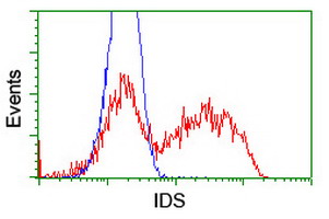IDS / Iduronate 2 Sulfatase Antibody - HEK293T cells transfected with either overexpress plasmid (Red) or empty vector control plasmid (Blue) were immunostained by anti-IDS antibody, and then analyzed by flow cytometry.