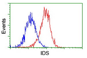 IDS / Iduronate 2 Sulfatase Antibody - Flow cytometry of HeLa cells, using anti-IDS antibody (Red), compared to a nonspecific negative control antibody (Blue).