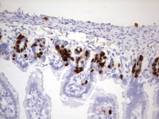 IdU / Iododeoxyuridine Antibody - IHC of paraffin-embedded colon tissue from BrdU injected mouse using anti-IDU rat monoclonal antibody.