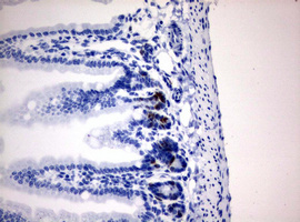 IdU / Iododeoxyuridine Antibody - IHC of paraffin-embedded colon tissue from IdU injected mouse using anti-IDU mouse monoclonal antibody.
