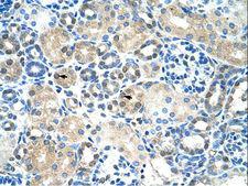 IER2 Antibody - IER2 antibody ARP34401_P050-NP_004898-IER2(immediate early response 2) Antibody was used in IHC to stain formalin-fixed, paraffin-embedded human kidney.  This image was taken for the unconjugated form of this product. Other forms have not been tested.