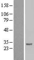 IER2 Protein - Western validation with an anti-DDK antibody * L: Control HEK293 lysate R: Over-expression lysate
