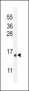 IER3 / IEX-1 Antibody - IER3 Antibody western blot of A549 cell line lysates (35 ug/lane). The IER3 antibody detected the IER3 protein (arrow).