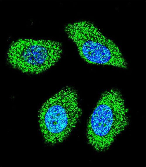 IER3 / IEX-1 Antibody - Confocal immunofluorescence of IER3 Antibody with A549 cell followed by Alexa Fluor 488-conjugated goat anti-rabbit lgG (green). DAPI was used to stain the cell nuclear (blue).