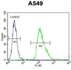 IER3 / IEX-1 Antibody - IER3 Antibody flow cytometry of A549 cells (right histogram) compared to a negative control cell (left histogram). FITC-conjugated goat-anti-rabbit secondary antibodies were used for the analysis.