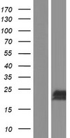 IER3 / IEX-1 Protein - Western validation with an anti-DDK antibody * L: Control HEK293 lysate R: Over-expression lysate