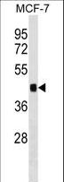 IER5 Antibody - IER5 Antibody western blot of MCF-7 cell line lysates (35 ug/lane). The IER5 antibody detected the IER5 protein (arrow).