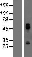 IER5 Protein - Western validation with an anti-DDK antibody * L: Control HEK293 lysate R: Over-expression lysate