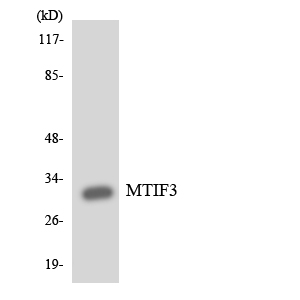 IF3mt / MTIF3 Antibody - Western blot analysis of the lysates from HUVECcells using MTIF3 antibody.