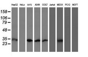 IF3mt / MTIF3 Antibody - Western blot of extracts (35ug) from 9 different cell lines by using anti-MTIF3 monoclonal antibody (HepG2: human; HeLa: human; SVT2: mouse; A549: human; COS7: monkey; Jurkat: human; MDCK: canine; PC12: rat; MCF7: human).