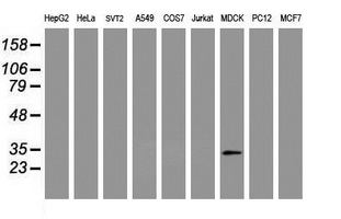IF3mt / MTIF3 Antibody - Western blot of extracts (35 ug) from 9 different cell lines by using anti-MTIF3 monoclonal antibody (HepG2: human; HeLa: human; SVT2: mouse; A549: human; COS7: monkey; Jurkat: human; MDCK: canine; PC12: rat; MCF7: human).