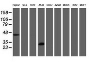 IF3mt / MTIF3 Antibody - Western blot of extracts (35 ug) from 9 different cell lines by using anti-MTIF3 monoclonal antibody (HepG2: human; HeLa: human; SVT2: mouse; A549: human; COS7: monkey; Jurkat: human; MDCK: canine; PC12: rat; MCF7: human).