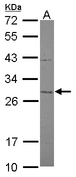 IF3mt / MTIF3 Antibody - Sample (30 ug of whole cell lysate) A: HepG2 12% SDS PAGE MTIF3 antibody diluted at 1:1000
