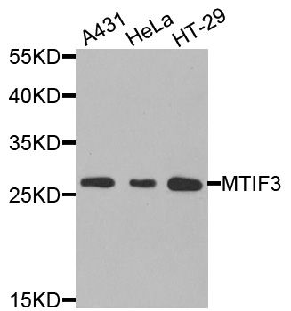 IF3mt / MTIF3 Antibody - Western blot analysis of extracts of various cells.