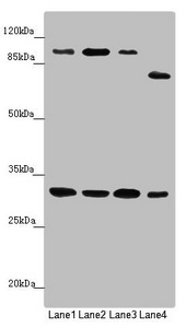 IF3mt / MTIF3 Antibody - Western blot All Lanes:MTIF3 antibody at 1.15 ug/ml Lane 1: Mouse small intestine tissue Lane 2: Rat heart tissue Lane 3: Mouse liver tissue Lane 4: Hela whole cell lysate Secondary Goat polyclonal to rabbit IgG at 1/10000 dilution Predicted band size: 32 kDa Observed band size: 32,100,75 kDa