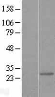 IF3mt / MTIF3 Protein - Western validation with an anti-DDK antibody * L: Control HEK293 lysate R: Over-expression lysate