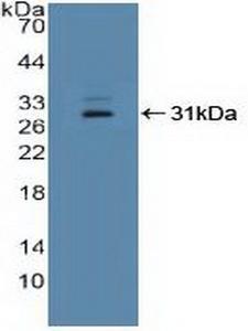 IFI16 Antibody - Western Blot; Sample: Recombinant IFI16, Human.