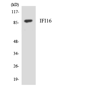 IFI16 Antibody - Western blot analysis of the lysates from HepG2 cells using IFI16 antibody.