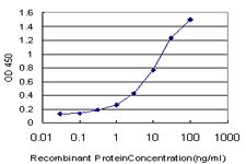 IFI16 Antibody - Detection limit for recombinant GST tagged IFI16 is approximately 0.1 ng/ml as a capture antibody.