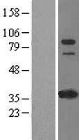 IFI16 Protein - Western validation with an anti-DDK antibody * L: Control HEK293 lysate R: Over-expression lysate