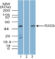 Ifi202b Antibody - Western blot of Ifi202b in mouse spleen tissue lysate in the 1) absence and 2) presence of immunizing peptide, and 3) NIH 3T3 cell lysate using Polyclonal Antibody to Ifi202b at 6 ug/ml. Goat anti-rabbit Ig HRP secondary antibody, and PicoTect ECL substrate solution were used for this test.