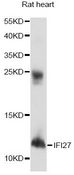 IFI27 / p27 Antibody - Western blot analysis of extracts of rat heart, using IFI27 antibody at 1:1000 dilution. The secondary antibody used was an HRP Goat Anti-Rabbit IgG (H+L) at 1:10000 dilution. Lysates were loaded 25ug per lane and 3% nonfat dry milk in TBST was used for blocking. An ECL Kit was used for detection and the exposure time was 90s.