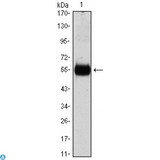 IFI27 / p27 Antibody - Western Blot (WB) analysis using p27 Monoclonal Antibody against CDKN1B-hIgGFc transfected HEK293 cell lysate.