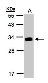 IFI30 / IP30 Antibody - Sample (30 ug whole cell lysate). A: Raji . 12% SDS PAGE. IFI30 / IP30 antibody diluted at 1:1000