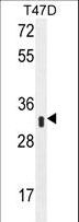 IFI35 Antibody - IFI35 Antibody (N-term R30) western blot of T47D cell line lysates (35 ug/lane). The IFI35 antibody detected the IFI35 protein (arrow).