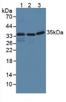 IFI35 Antibody - Western Blot; Sample: Lane1: Human Lung Tissue; Lane2: Human Hela Cells; Lane3: Porcine Liver Tissue.