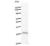 IFI35 Antibody - Western blot analysis of immunized recombinant protein, using anti-IFI35 monoclonal antibody.
